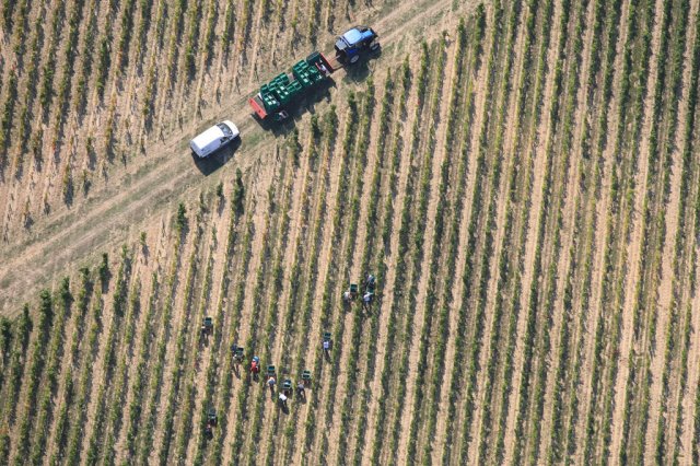 chateau-mejean-vendanges_4945